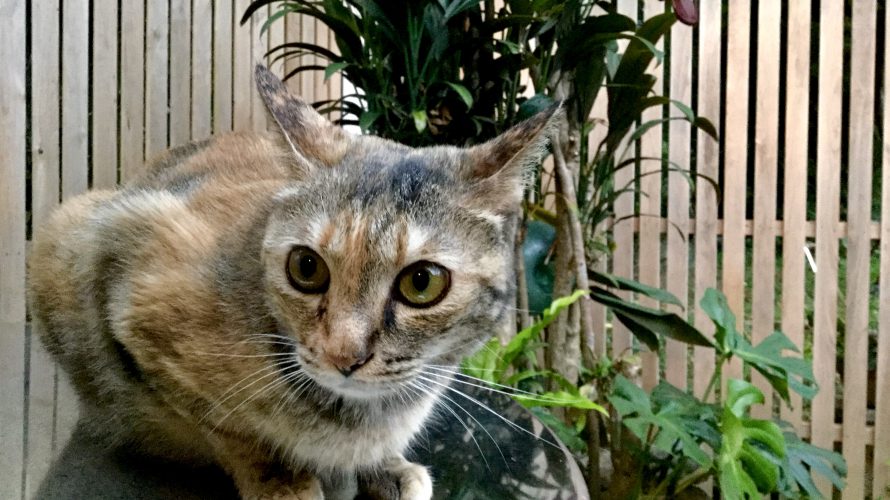 加計呂麻的新型コロナ生活、猫にとってはグルメ生活?