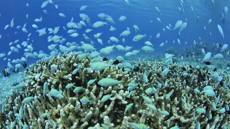 加計呂麻島シュノーケリング:海の中は刺激と癒しに溢れ、知的好奇心がくすぐられる場所なのである