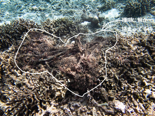 海底のサンゴに絡まる漁具の一部。