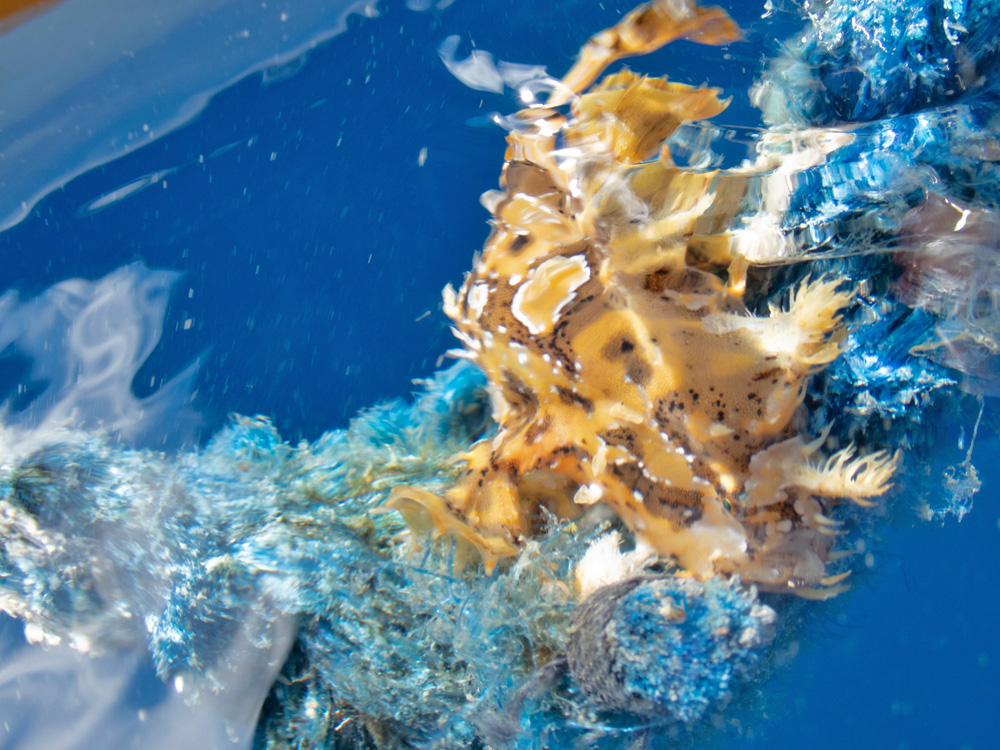 本来は海藻と一緒に浮遊するハナオコゼも今や網ゴミと共に。