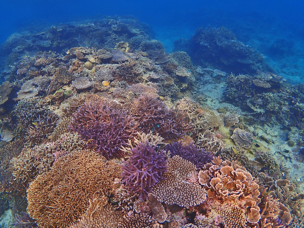 加計呂麻島の美しい珊瑚礁
