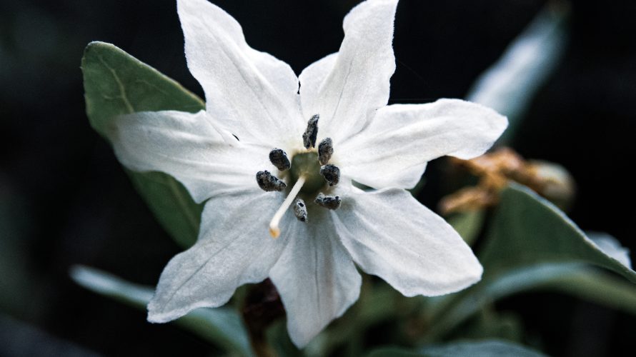 加計呂麻的お花見〜pukapuka organic gardenの巻|加計呂麻島暮らし